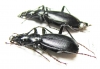 Carabus (Microtribax) lederi lederi, pair  Georgia - INSECTS-STORE.RU