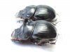 Catharsius crassicornis, pair  Togo - INSECTS-STORE.RU