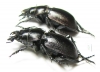 Callisthenes elegans elegans, pair  Kazakhstan - INSECTS-STORE.RU