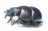 Lethrus appendiculatus, male  Tajikistan - INSECTS-STORE.RU