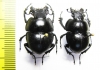Lethrus politus, pair  Uzbekistan - INSECTS-STORE.RU