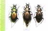 Carabus (Microplectes) argonautarum reischizi, pair  Abkhazia - INSECTS-STORE.RU