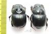 Catharsius crassicornis, pair  Togo - INSECTS-STORE.RU