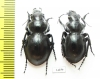Callisthenes elegans danilevskii  Kazakhstan - INSECTS-STORE.RU