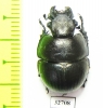 Lethrus appendiculatus, male  Tajikistan - INSECTS-STORE.RU