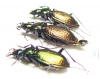 Carabus (Microplectes) argonautarum reischizi, pair  Abkhazia - INSECTS-STORE.RU