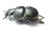 Lethrus auriculatus, male  Tajikistan - INSECTS-STORE.RU