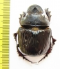 Heliocopris staudingeri  Zambia - INSECTS-STORE.RU