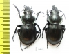 Callisthenes elegans amethystinum, pair  Kazakhstan - INSECTS-STORE.RU