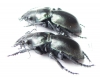 Callisthenes elegans amethystinum, pair  Kazakhstan - INSECTS-STORE.RU