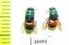 Chrysididae sp.  Russia, Moscow reg. - INSECTS-STORE.RU