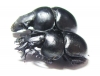 Lethrus raymondi, pair  Greece - INSECTS-STORE.RU