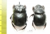 Catharsius pseudovitulus, pair  Ethiopia - INSECTS-STORE.RU