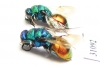 Chrysididae sp.  Russia, Moscow reg. - INSECTS-STORE.RU