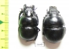 Lethrus raymondi, pair  Greece - INSECTS-STORE.RU