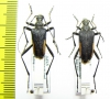 Pachyta erebia, pair  Japan - INSECTS-STORE.RU
