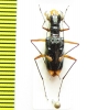 Therates spinipennis ssp.  Indonesia, Kalimantan - INSECTS-STORE.RU