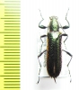 Gigantopigeus sp.  Malaysia - INSECTS-STORE.RU