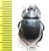 Enoplotrupes bieti, male  China - INSECTS-STORE.RU