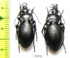 Carabus (Semnocarabus) sp., pair  Kazakhstan - INSECTS-STORE.RU