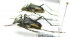 Pachyta erebia, pair  Japan - INSECTS-STORE.RU