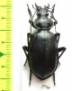 Calosoma peregrinator  USA - INSECTS-STORE.RU