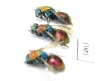Chrysididae sp.  Russia, Tver reg. - INSECTS-STORE.RU