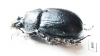 Enoplotrupes bieti, male  China - INSECTS-STORE.RU