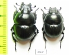 Lethrus bactrianus, pair  Tajikistan - INSECTS-STORE.RU