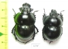 Lethrus rosmarus, pair  Uzbekistan - INSECTS-STORE.RU