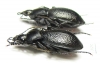 Carabus (Semnocarabus) sp., pair  Kazakhstan - INSECTS-STORE.RU