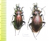 Carabus (Sphodristocarabus) janthinus novotnyorum, pair  Abkhazia - INSECTS-STORE.RU