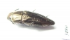 Sphenoptera sculpticollis  Armenia - INSECTS-STORE.RU