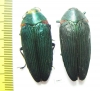 Colobogaster resplendens, pair  Peru - INSECTS-STORE.RU