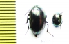 Tenebrionidae sp.  Indonesia, Kalimantan - INSECTS-STORE.RU