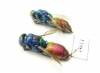 Chrysididae sp.  Kazakhstan - INSECTS-STORE.RU