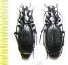 Carabus (Archiplectes) kaljuzhnyji, pair  Russia, Krasnodar reg. - INSECTS-STORE.RU