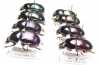 Geotrupes koltzei, olgae, ibericus, mutator - INSECTS-STORE.RU