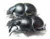Lethrus sohrab, pair  Tajikistan - INSECTS-STORE.RU