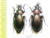 Carabus (Sphodristocarabus) armeniacus laevilineatus, pair  Abkhazia - INSECTS-STORE.RU