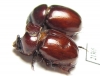 Orphninae sp., pair  Zambia - INSECTS-STORE.RU