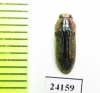 Buprestidae sp.  Togo - INSECTS-STORE.RU