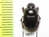 Onthophagus sp.  Australia - INSECTS-STORE.RU