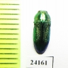 Buprestidae sp.  Togo - INSECTS-STORE.RU