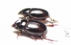 Orphninae sp., pair  Madagascar - INSECTS-STORE.RU