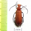 Meloidae sp.  South Africa Rep. - INSECTS-STORE.RU