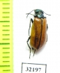 Meloidae sp.  South Africa Rep. - INSECTS-STORE.RU