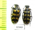Meloidae sp.  South Africa Rep. - INSECTS-STORE.RU