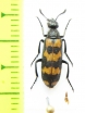 Meloidae sp.  Azerbaijan - INSECTS-STORE.RU