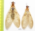 Megaloptera sp., pair  Malaysia, Borneo - INSECTS-STORE.RU